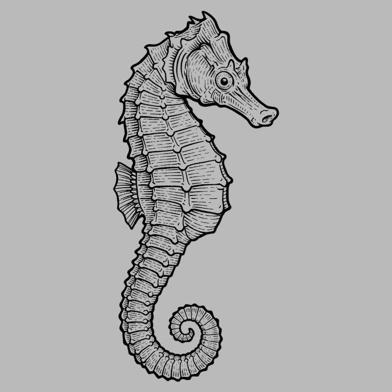 Hippocampe