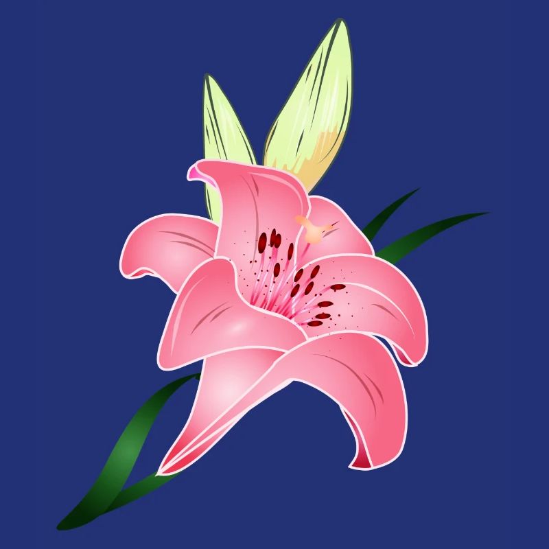 pink lily bloom with two buds