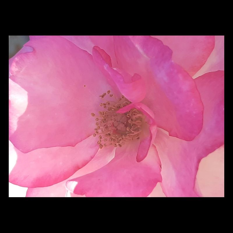 Douce fleur de rose en rose