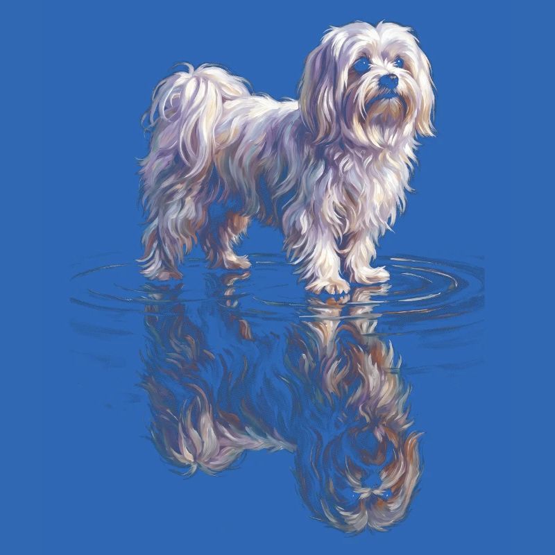 Maltese with water reflection