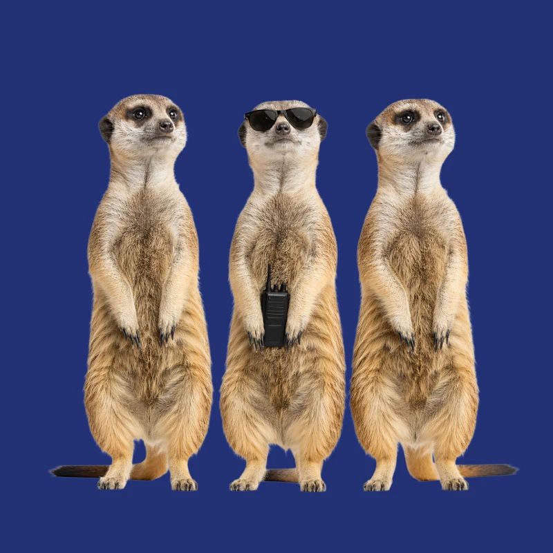 Funny Erdmänchen Security Team