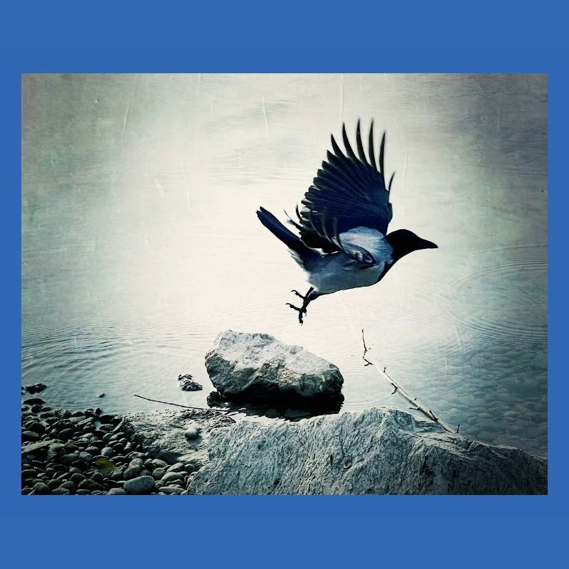 Crow's Flight