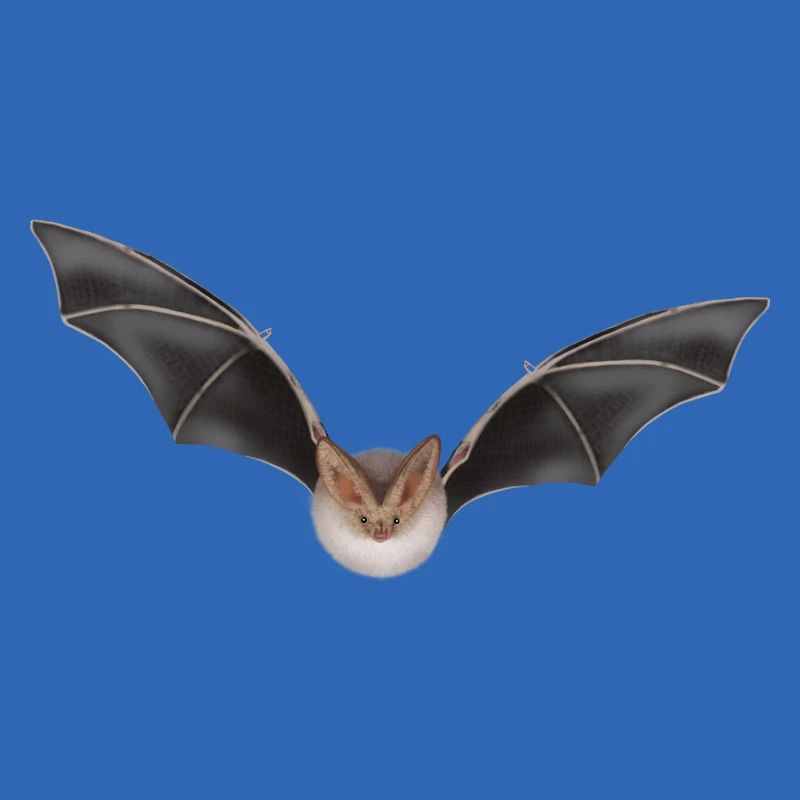 Night Bat Wing Design