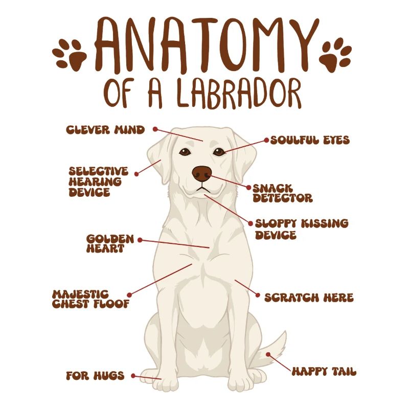 Anatomie d’un labrador blanc
