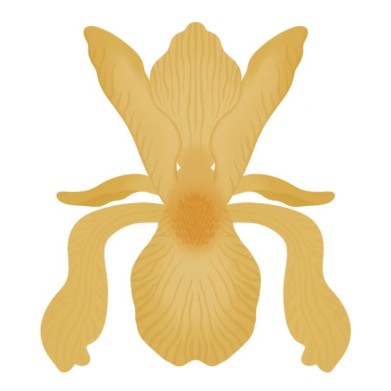 Floraison d’Iris doré