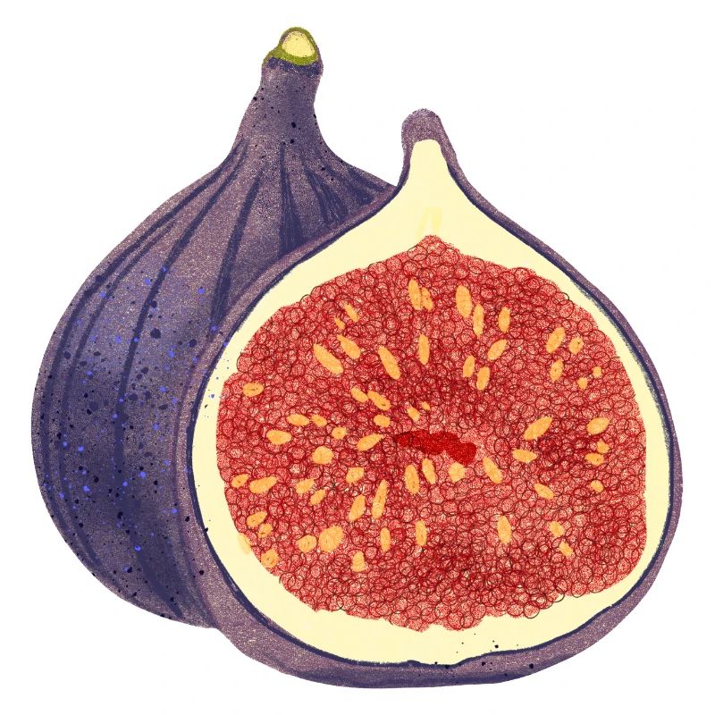 Opened Fig – Fruit Illustration