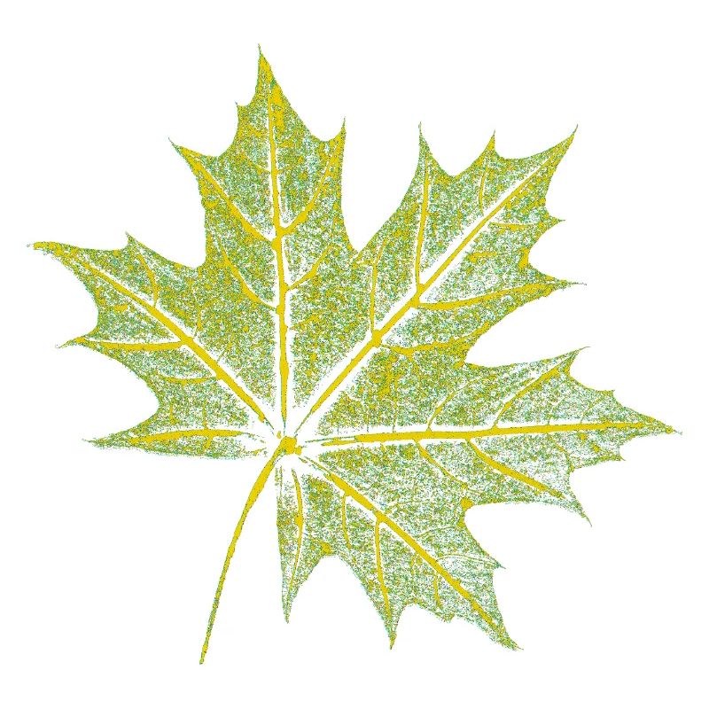 Maple Leaf - Forest & Nature BOTANIK