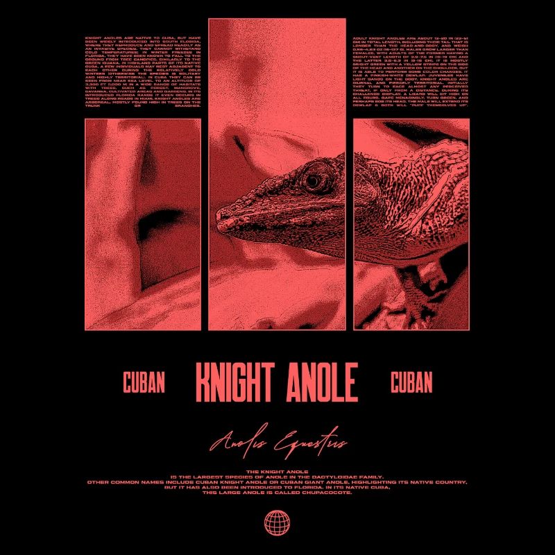 Cuban Knight Anole Lizard Owner Reptile Keeper