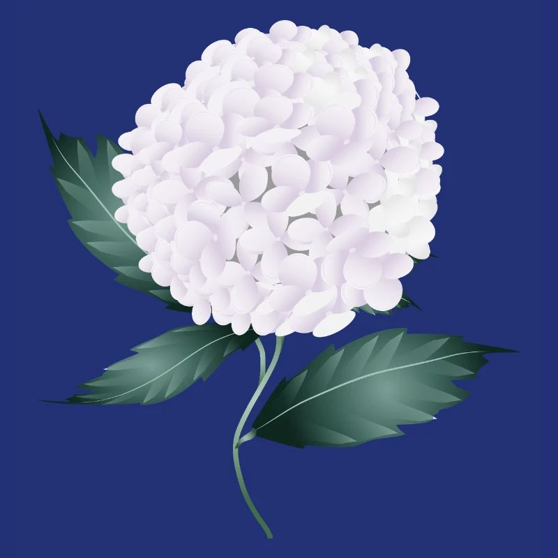 White hydrangea blossom – elegance and lightness