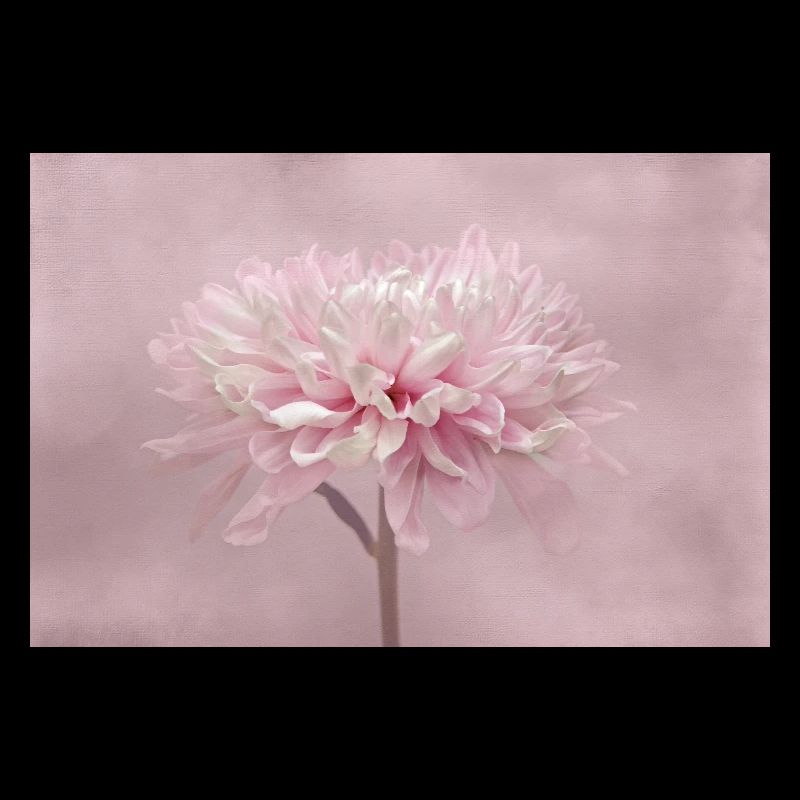 Chrysanthème