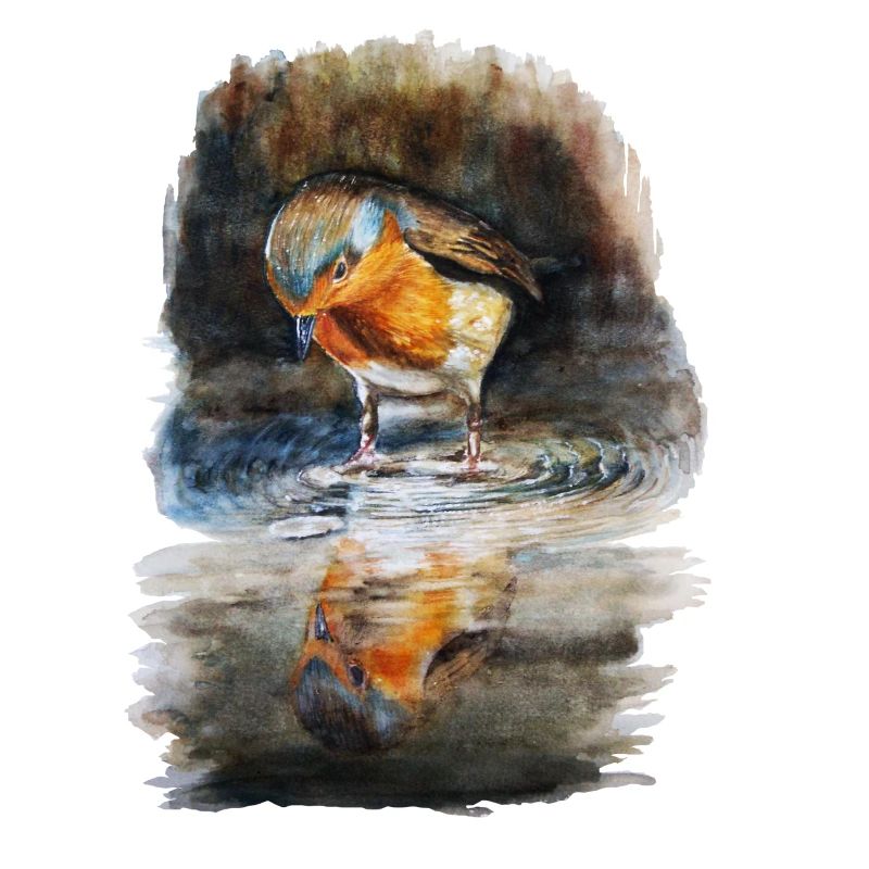 robin