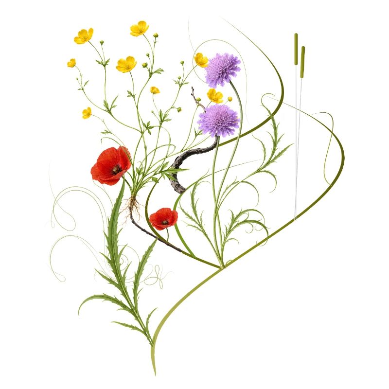 Wildblumen Wiese Botanisches Design 