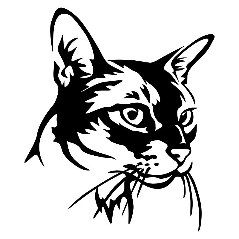 Chat abyssin