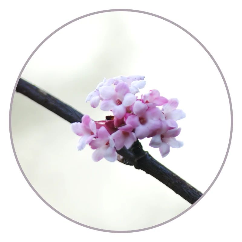 Fleur rose et blanche délicate, fleur blanche