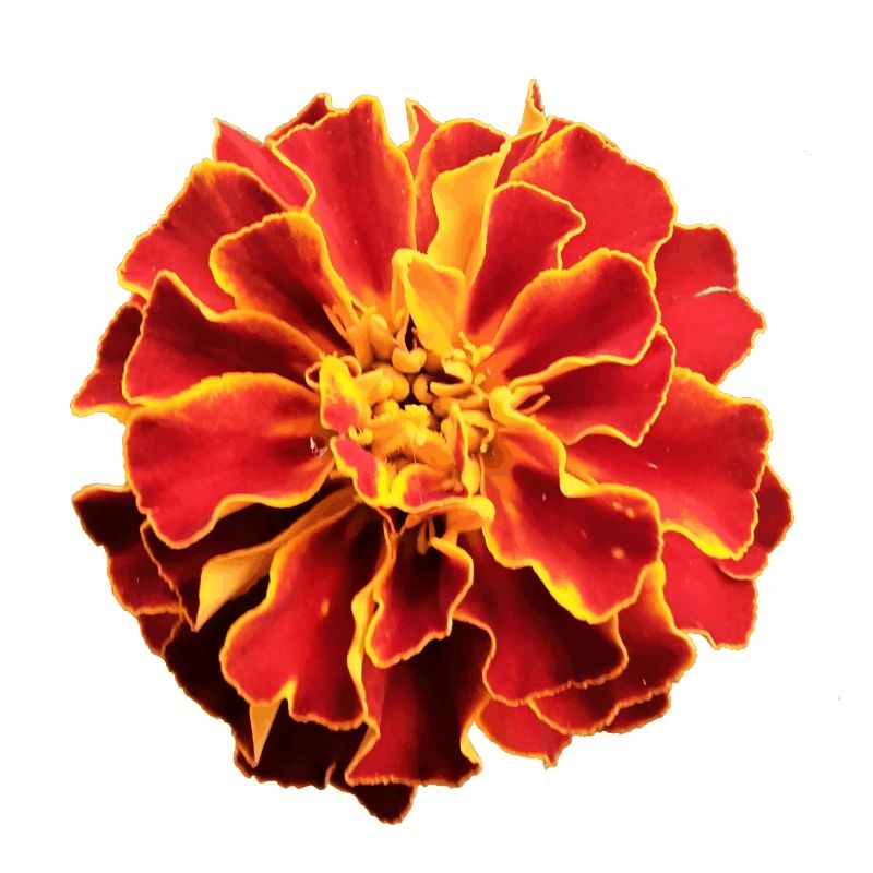 Tagetes