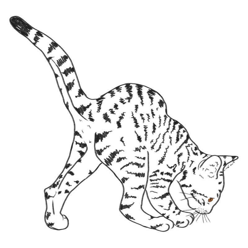 Chat noir