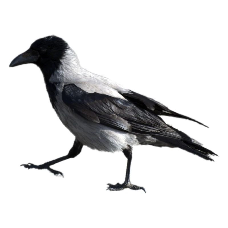 A small step by a crow