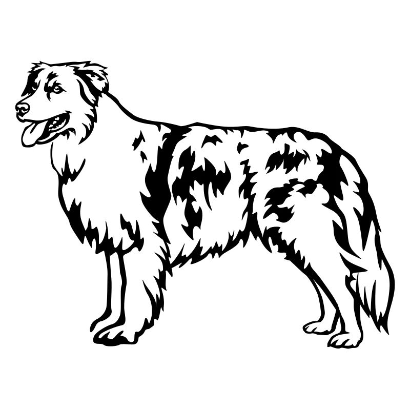 Australian Shepherd