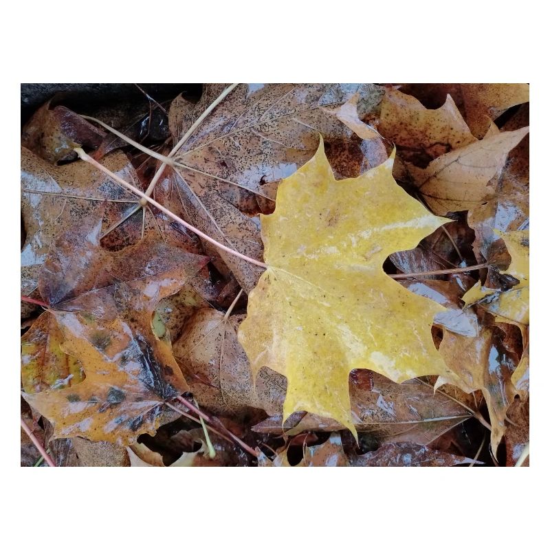 Yellow maple leaf also rainy autumn carpet