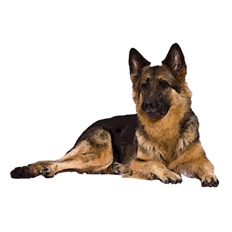 German shepherd dog