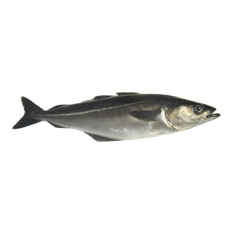 Fisch Pollack