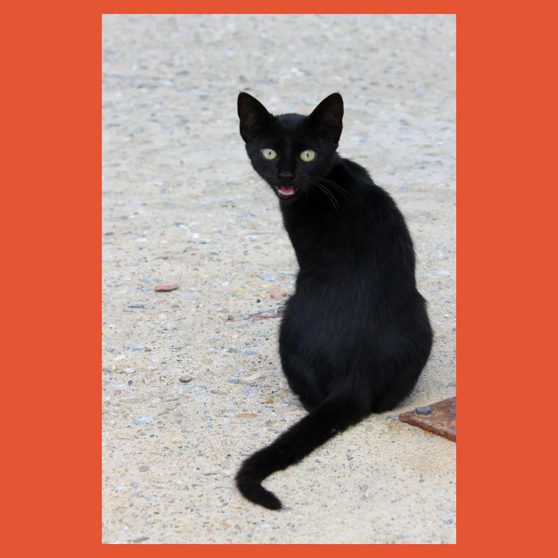 Cat black