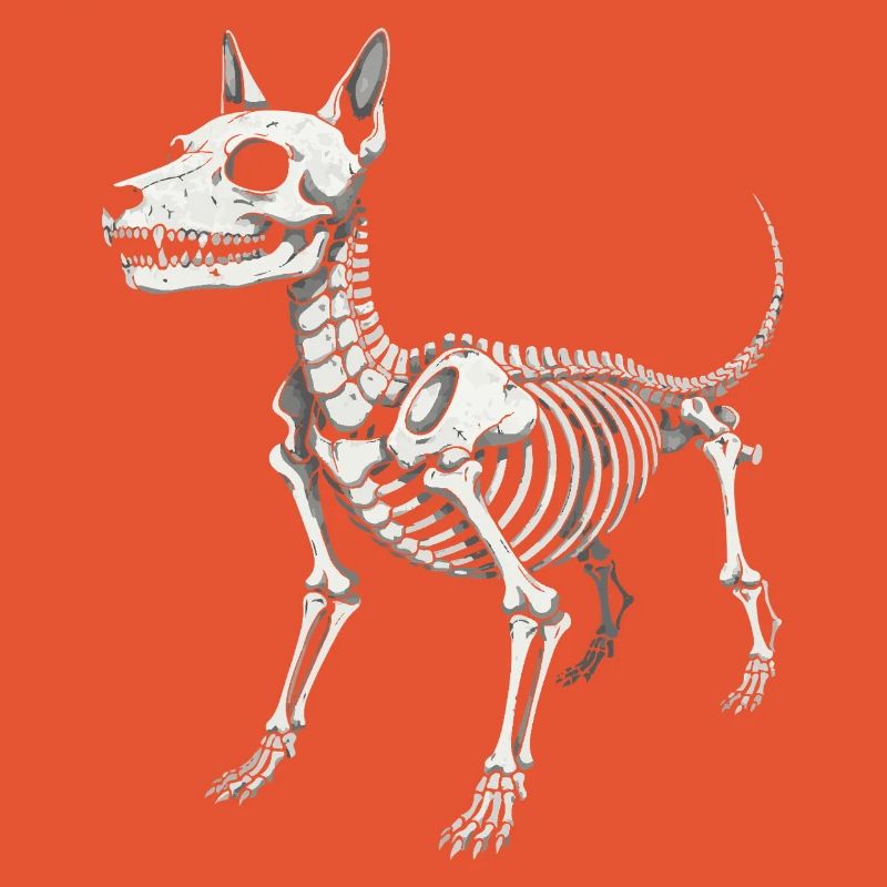 Impression de l’anatomie du chien squelettique