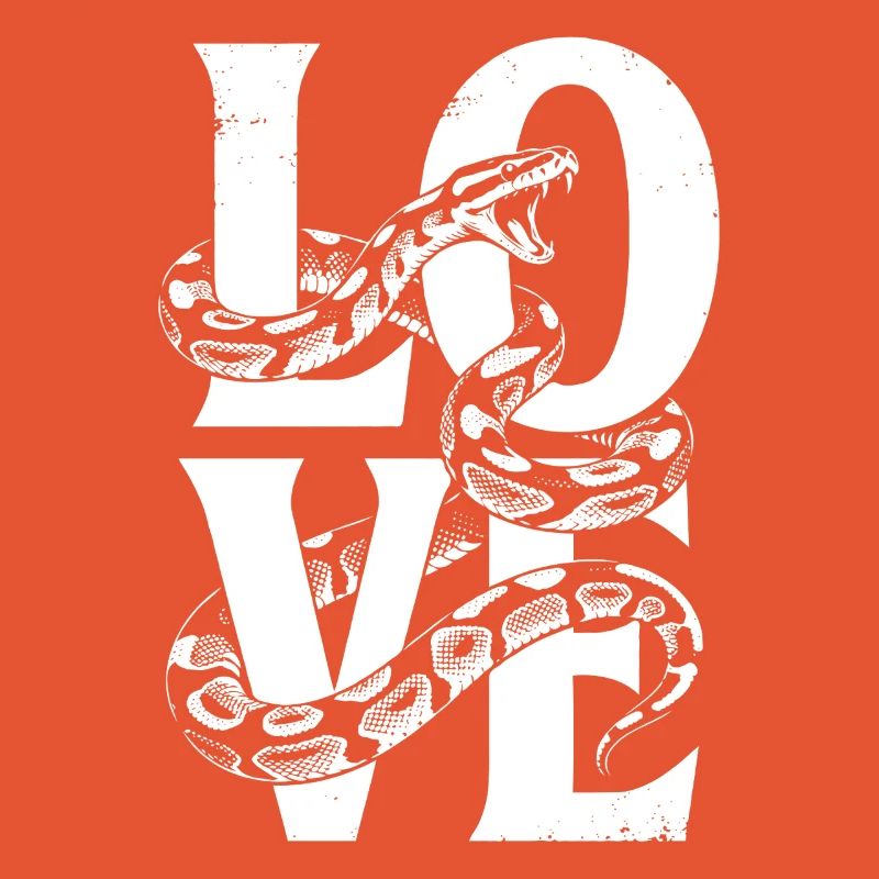 Königspython Schlangen LOVE Terrarium Python