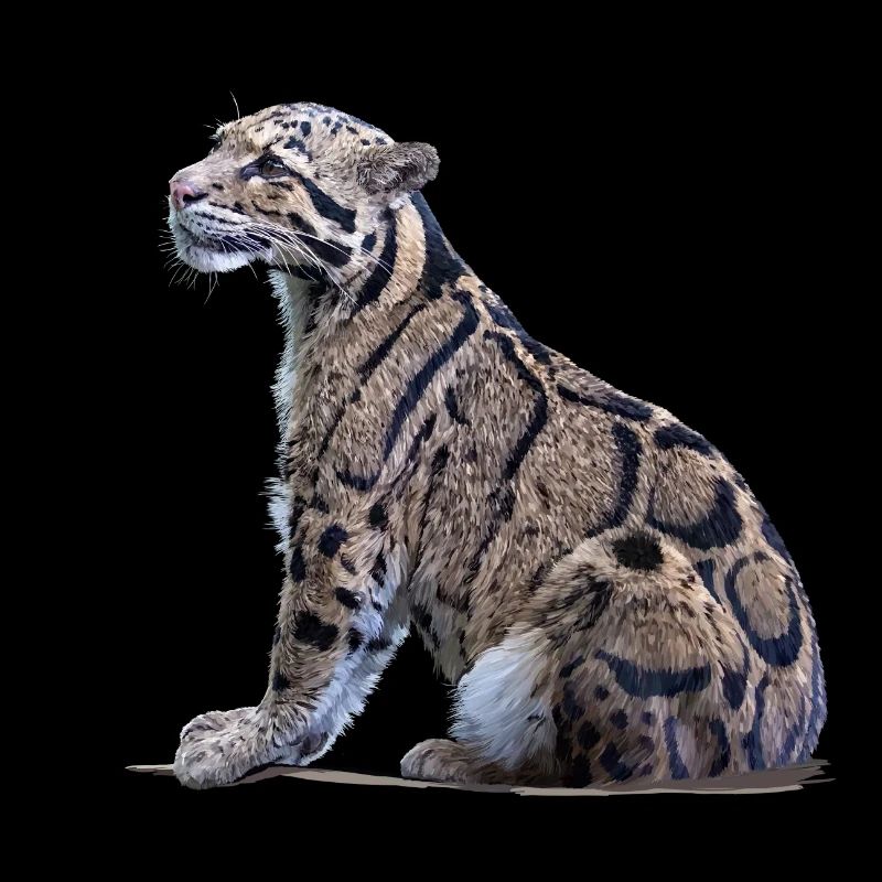 Clouded leopard
