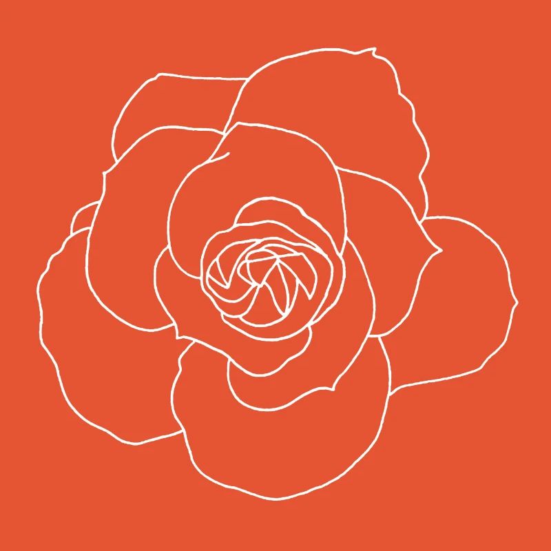 Rose blanche
