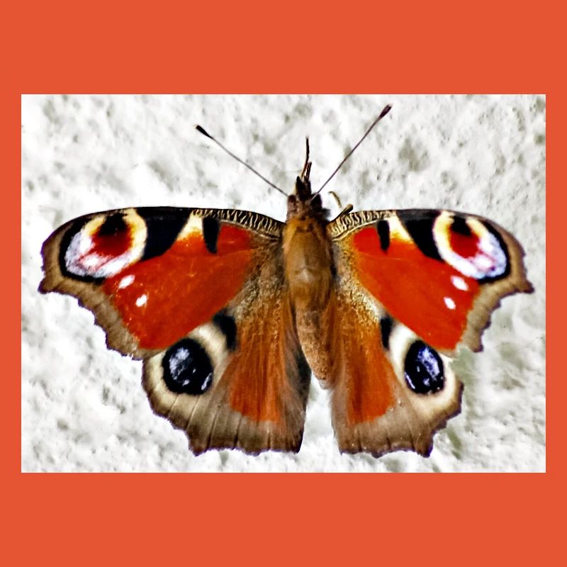 Peacock Eye Butterfly Pattern