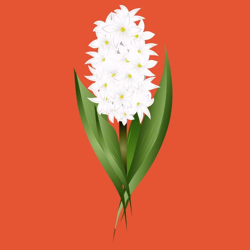 Jacinthe blanche – délicatesse sous forme de fleur