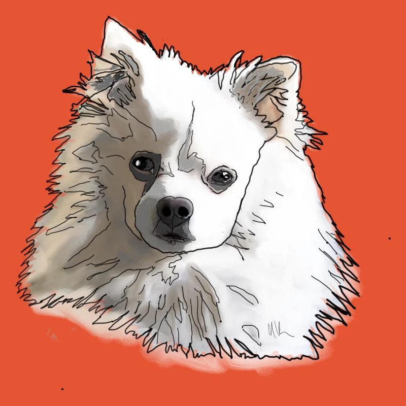 Spitz