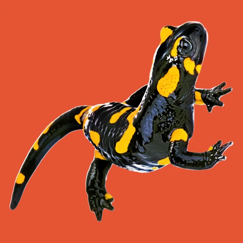 Feuersalamander