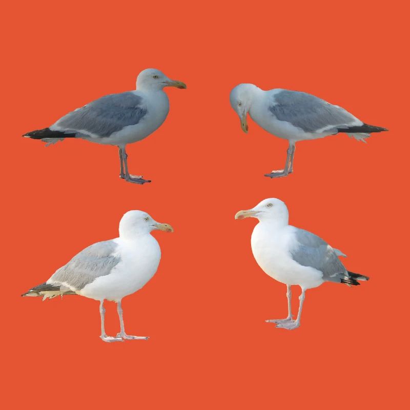 Möwen