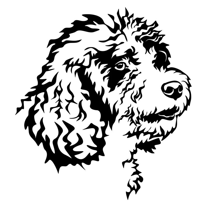 Spanischer Wasserhund Kopf