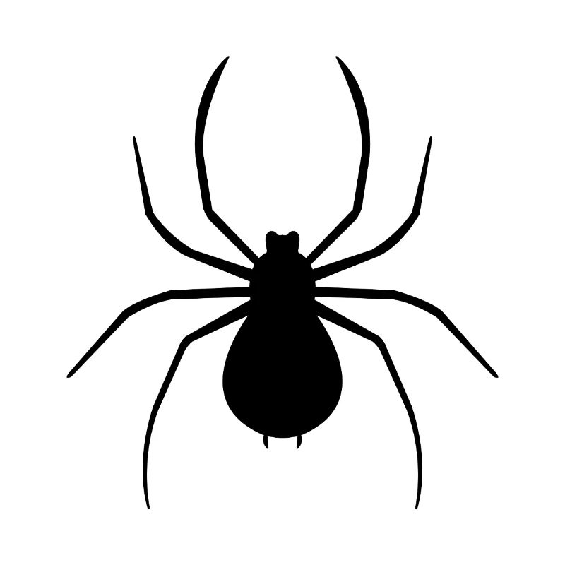Spinne