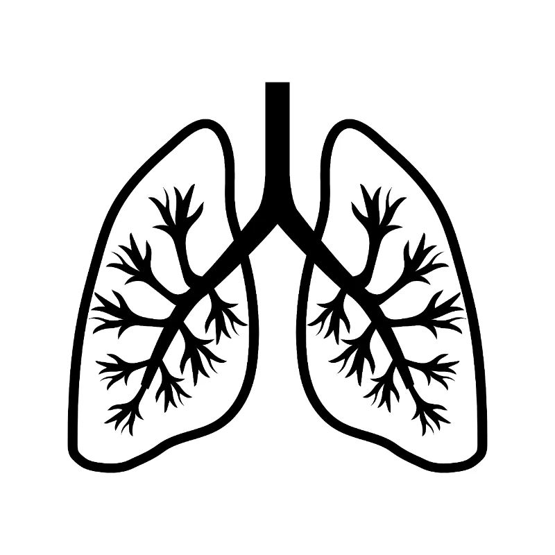 Lungs