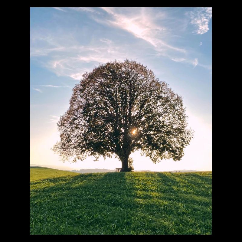 Sun tree on the hill