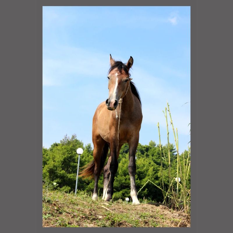 Affiche Cheval Cheval