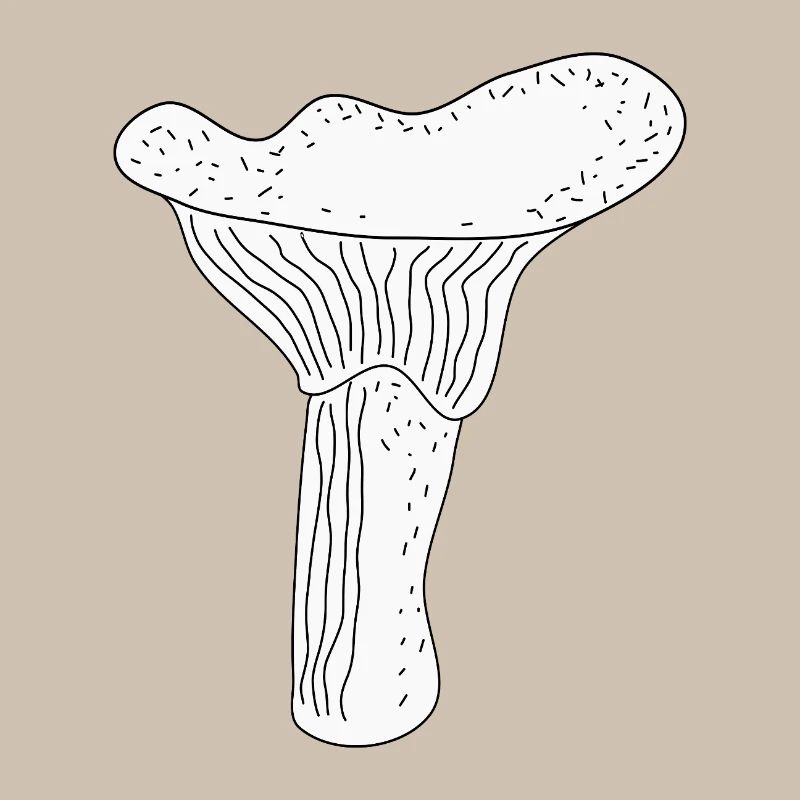 Girolles Champignons