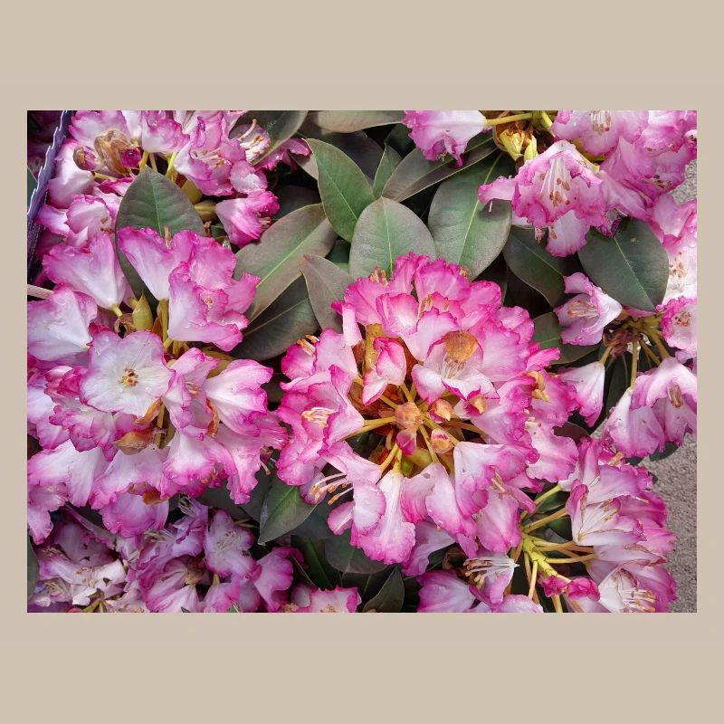 Knallpinker Rhododendron