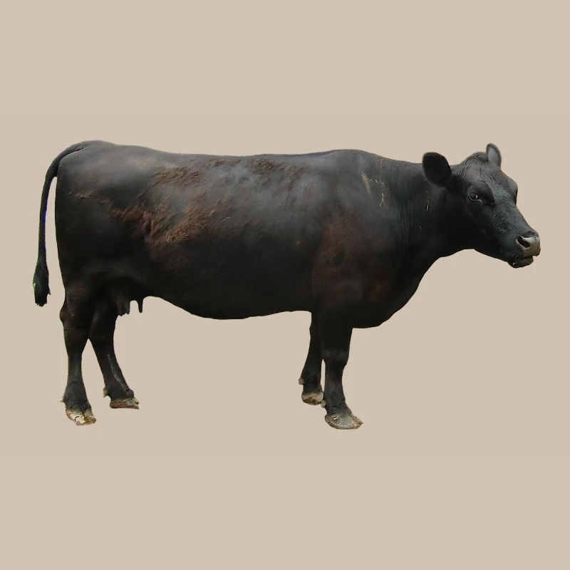 Beef black