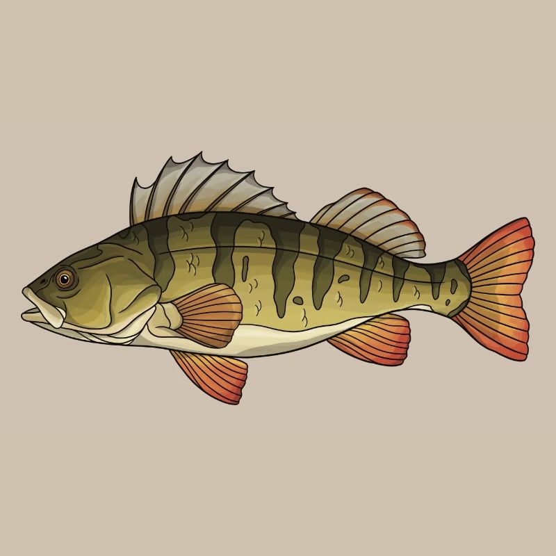 Conception de la pêche au poisson prédateur perchaud