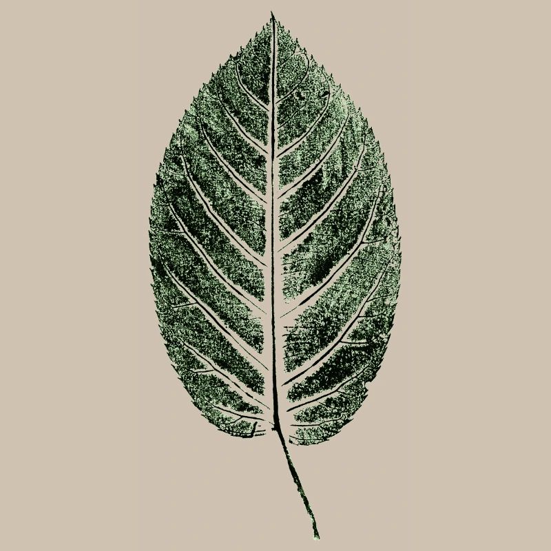 Beech Sheet / Leaf / GREEN