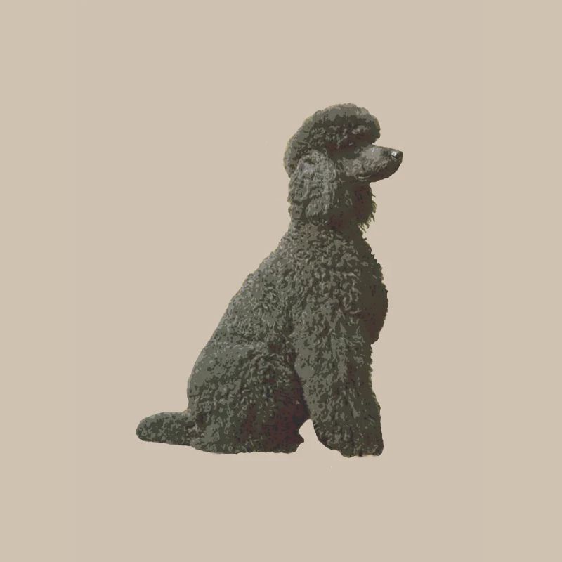 Caniche noir