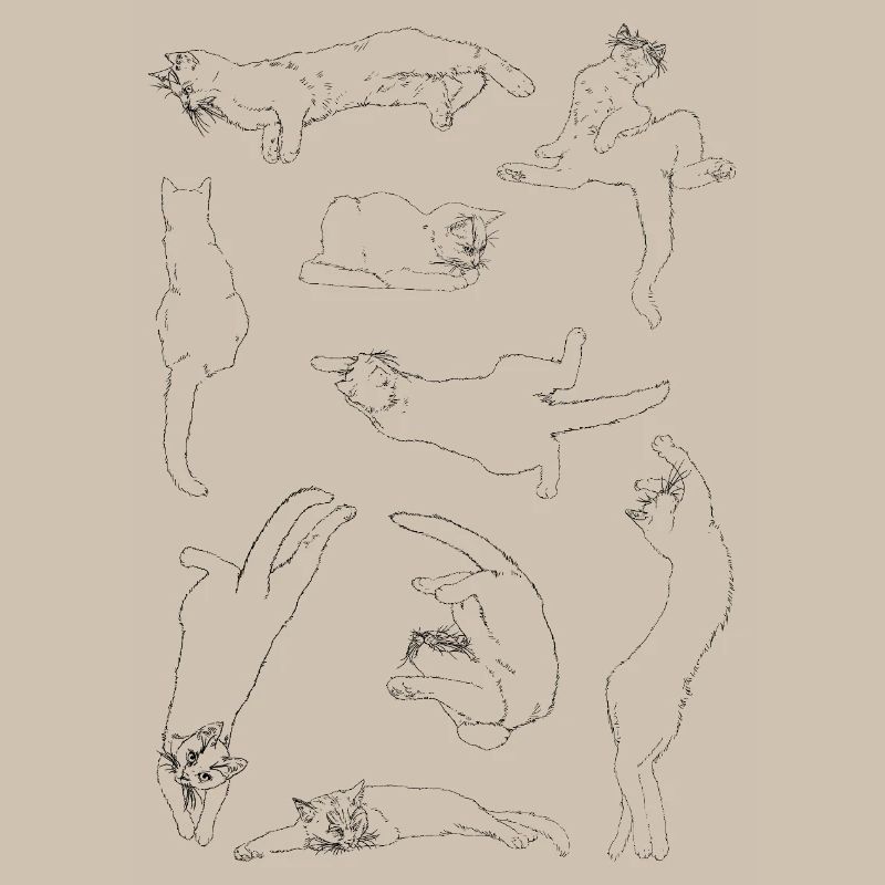 Anatomie du chat