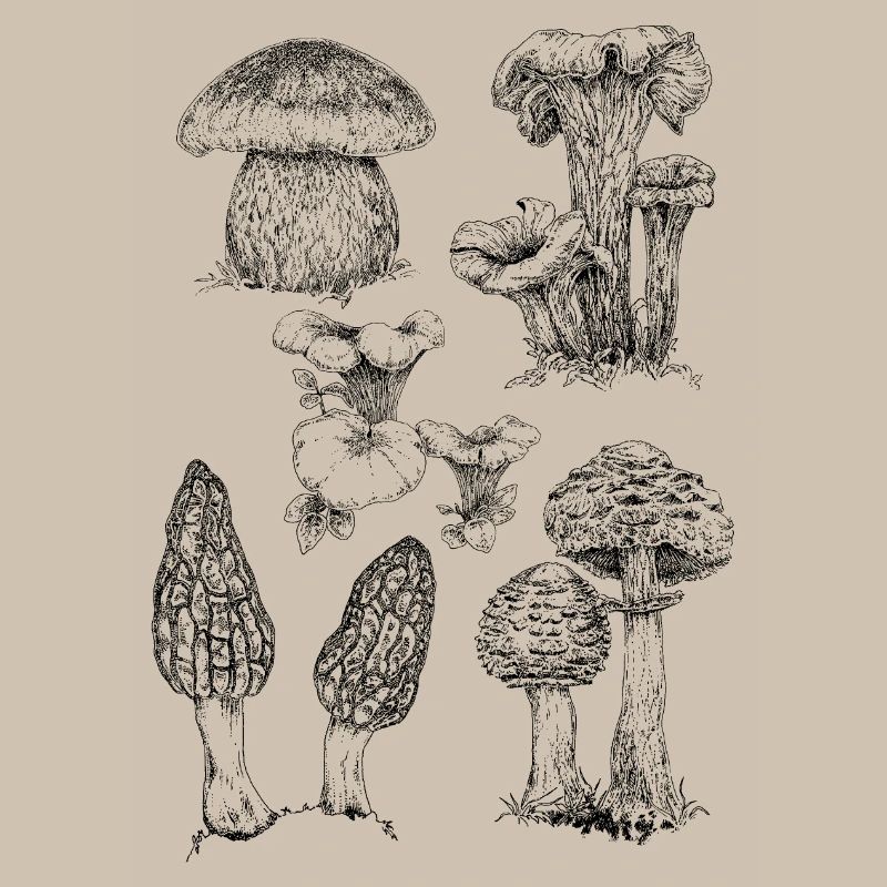 Champignons