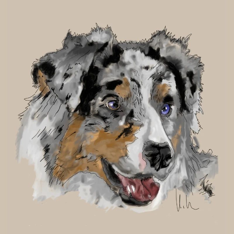 Australian Shepherd