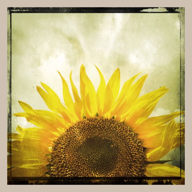 Halbe Sonnenblume